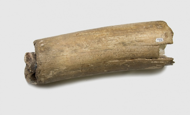 The only mammoth tusk fragment found in Karelia (42600 years old)