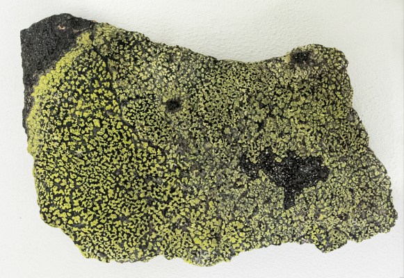 Granite with lichens